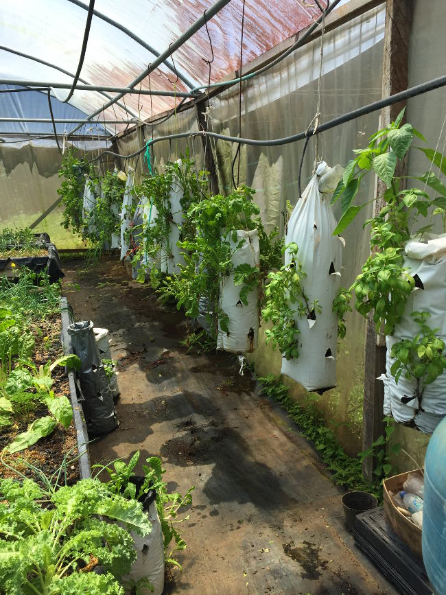 Getting a tour of the garden filled with healing herbs and greens